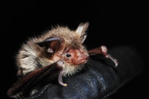 Myotis myotis